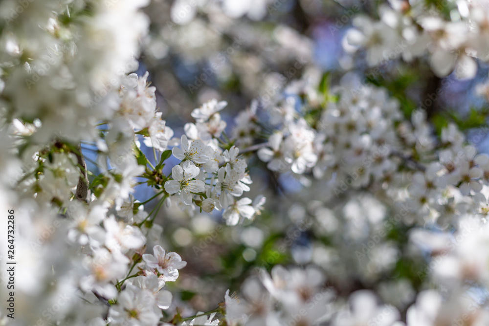 Branch of sour cherry blossoms in full bloom, shallow depth of field, selective focus Branch of sour cherry blossoms in full bloom, shallow depth of field, selective focus
