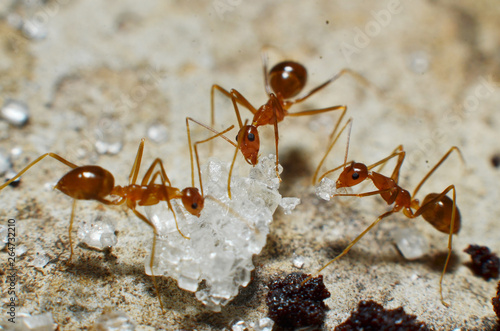 Transparent brown ants with 2 antennas on the head © Gvano