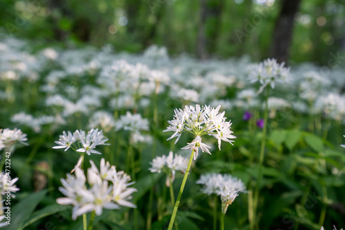 White blooming flower blossom in natural environment. Allium ursinum  Wild garlic bloom.