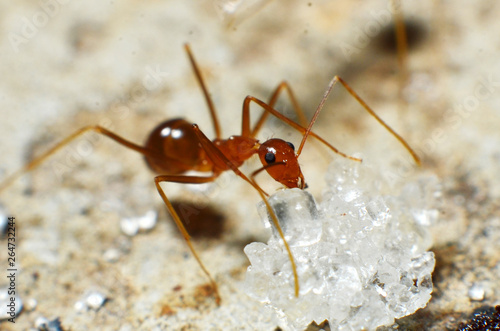 Transparent brown ants with 2 antennas on the head © Gvano