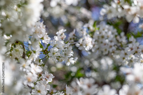 Branch of sour cherry blossoms in full bloom, shallow depth of field, selective focus © Mellimage