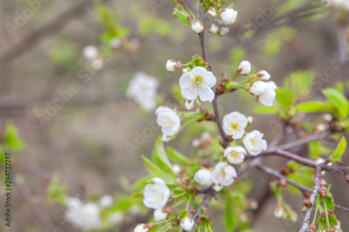 close up image of cherry flowers in the spring