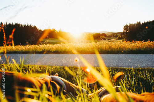 Gelber Sonnenuntergang
