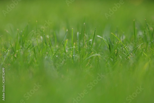 Close Up Of Fresh Grass With Water Drops In The Early Morning 