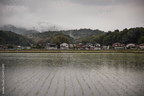 Rain falls on flooded rice field next to small Japanese village and misty hillside photo