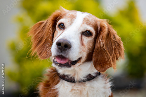 Beautiful portrait of a white and brown dog