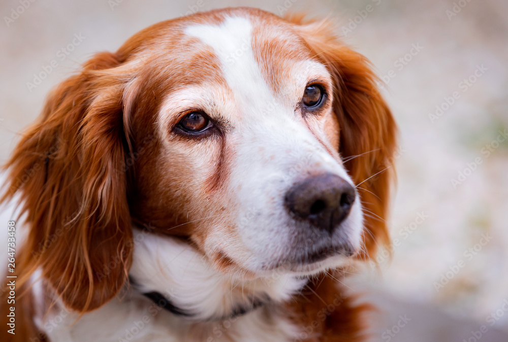 Beautiful portrait of a white and brown dog