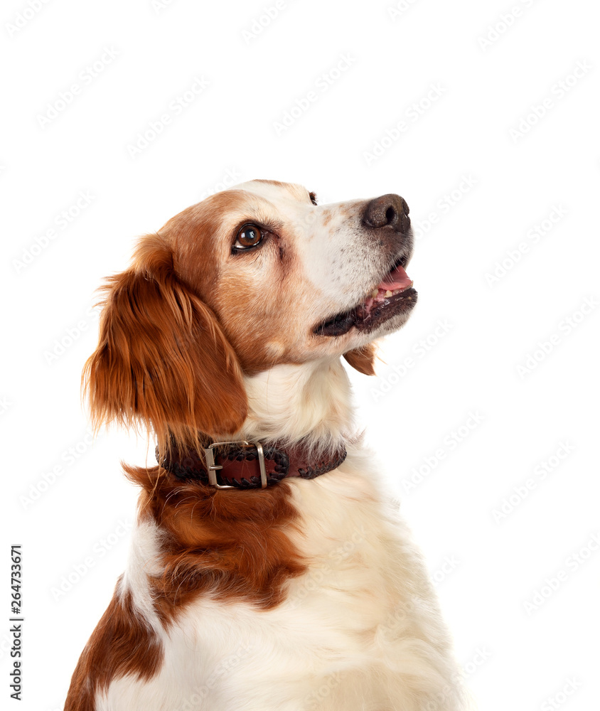 Beautiful portraits of a dog