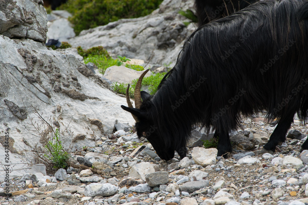A flock of mountain goats graze freely . Albanian Alps . A flock of mountain goats graze freely . Albanian Alps .