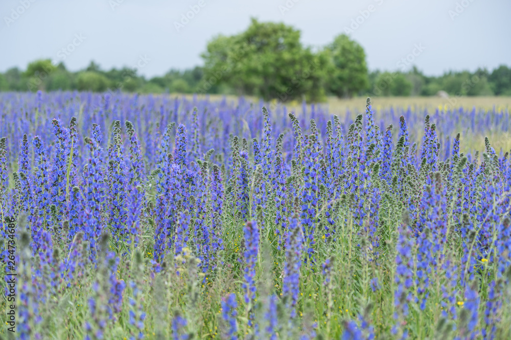 Naklejka premium Vipers Bugloss or Blueweed (Echium vulgare) blossom field. Blue blooming flower, natural environment.