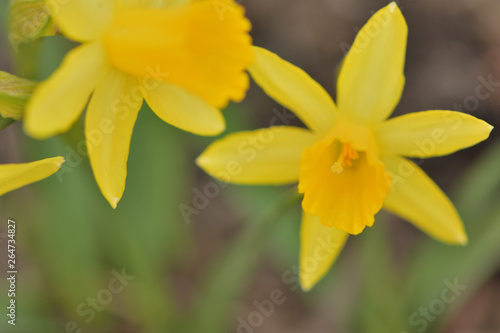 narcissus flower close-up