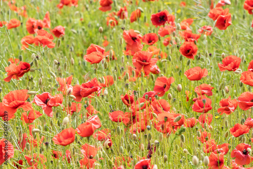 Red long-headed poppy field, blindeyes, Papaver dubium. Flower bloom in a natural environment. Blooming blossom.