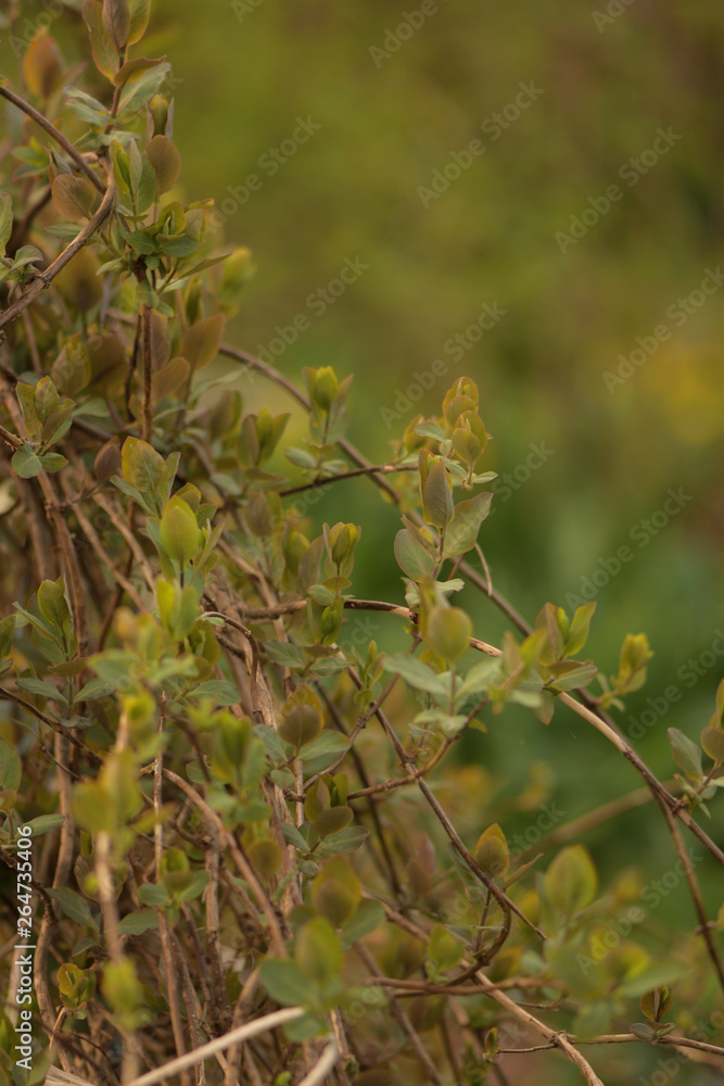 spring creeper leaves in the garden spring creeper leaves in the garden