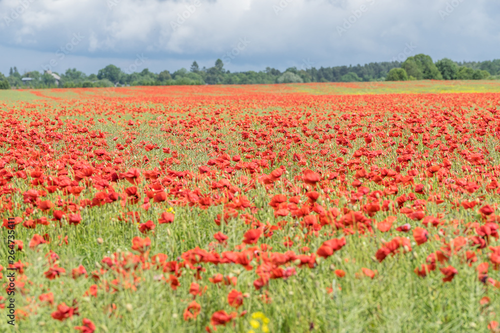 Red long-headed poppy field, blindeyes, Papaver dubium. Flower bloom in a natural environment. Blooming blossom.