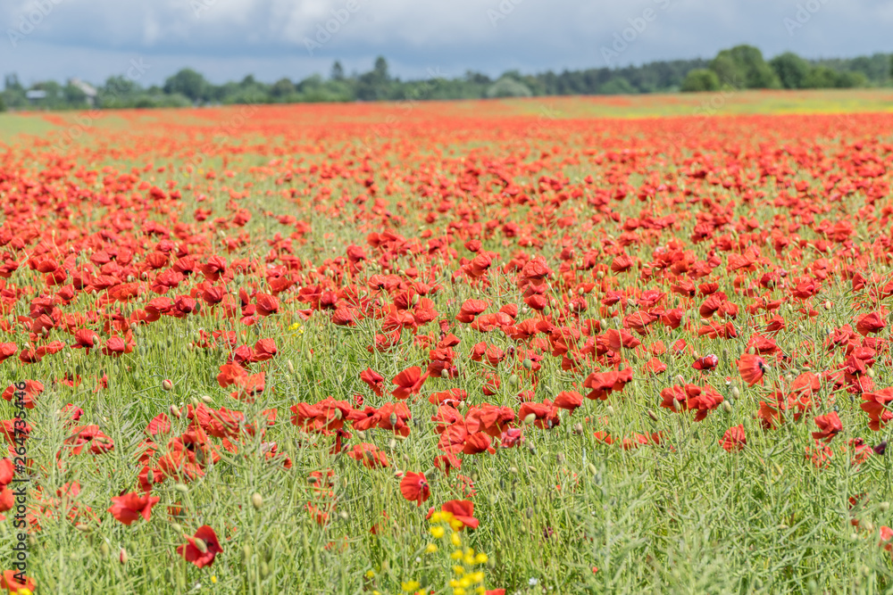 Red long-headed poppy field, blindeyes, Papaver dubium. Flower bloom in a natural environment. Blooming blossom. Red long-headed poppy field, blindeyes, Papaver dubium. Flower bloom in a natural environment. Blooming blossom.