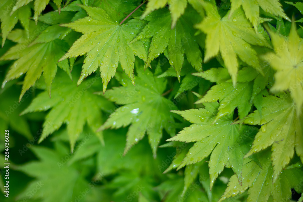 leafs after a light shower leafs after a light shower