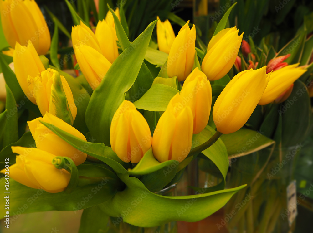 A bouquet of yellow tulips A bouquet of yellow tulips