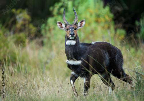 Rare Menelik's Bushbuck standing in the forest in Ethiopia photo