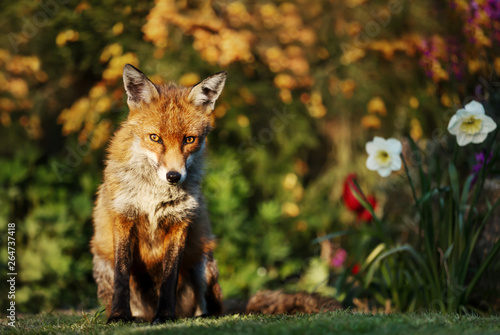 Red fox in the garden with flowers in spring