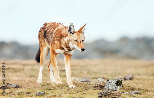 Rare and endangered Ethiopian wolf in the highlands of Bale mountains, Ethiopia photo