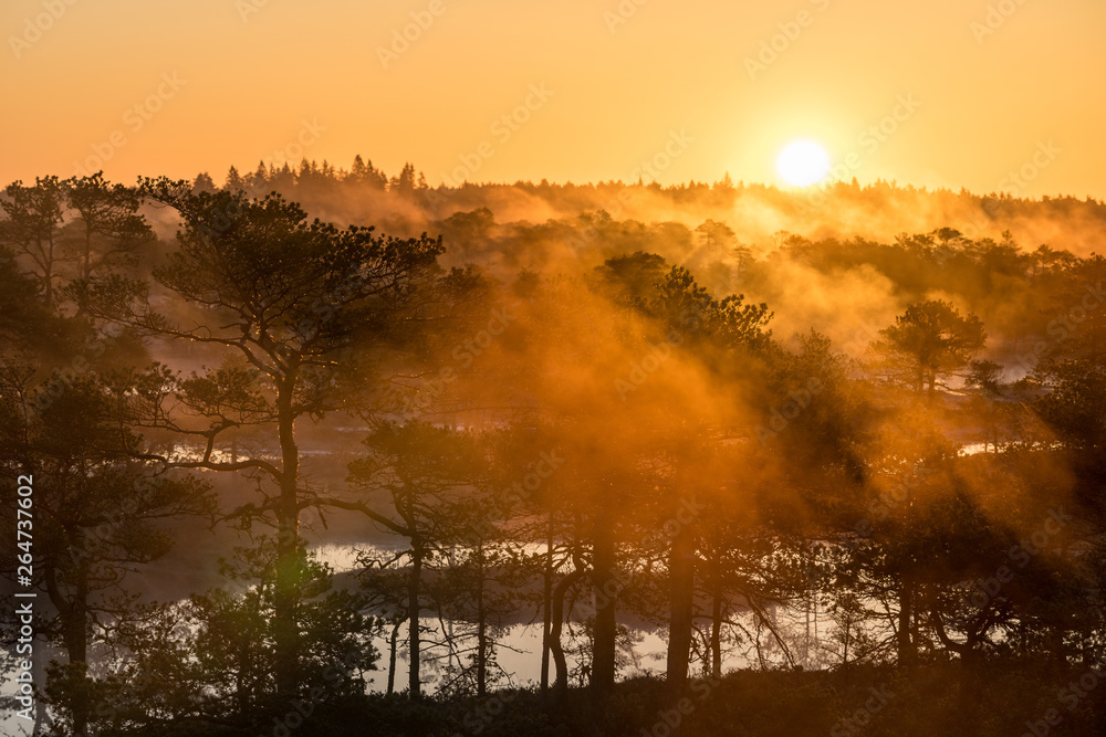 Obraz premium Sunrise in the bog landscape. Misty marsh, lakes nature environment background