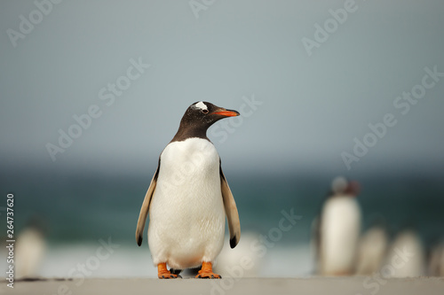 Gentoo penguin standing on a sandy beach