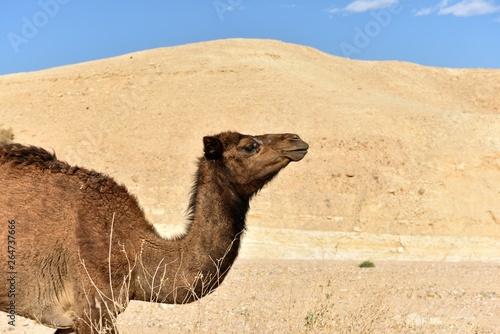 Alone camel in dry riverbed of Judea desert