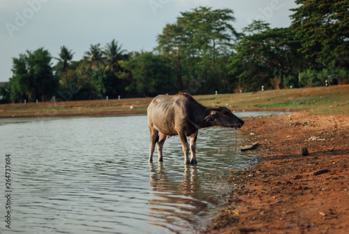 Buffalo in Thailand