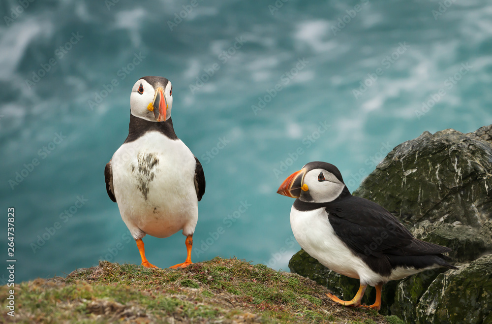 Two Atlantic puffins standing on a cliff top Two Atlantic puffins standing on a cliff top