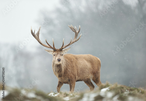 Close-up of a red deer stag in the falling snow