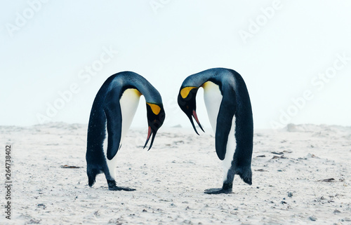King penguin courtship behaviour during mating season
