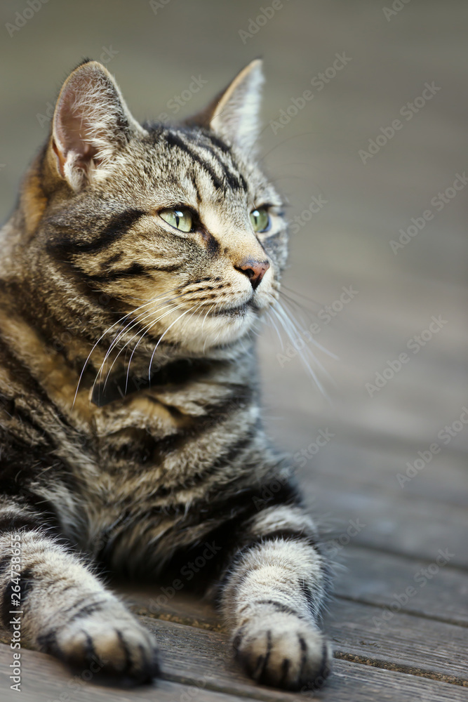 Portrait of a tabby cat lying in the garden