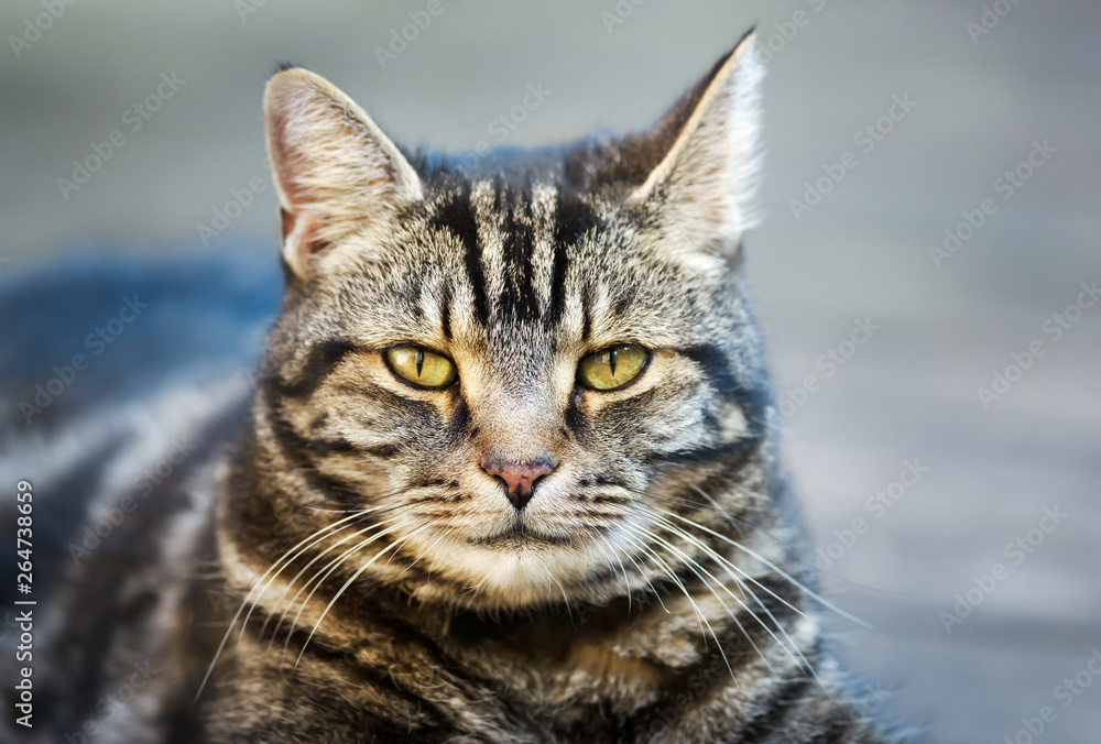 Portrait of a tabby cat lying in the garden