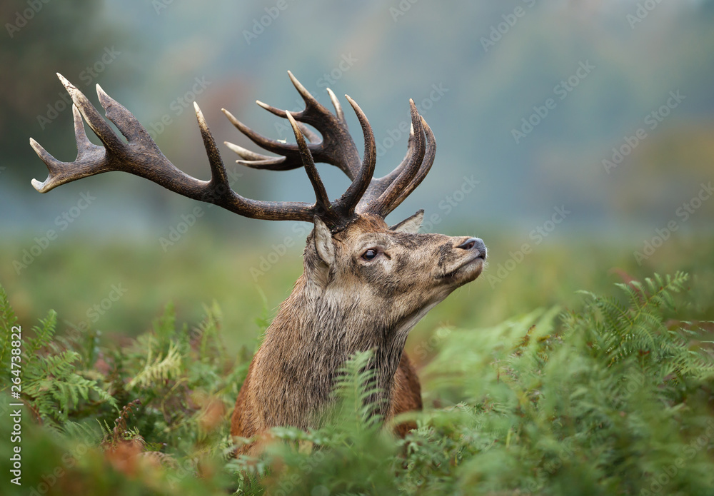 Fototapeta premium Close-up of red deer stag during rutting season