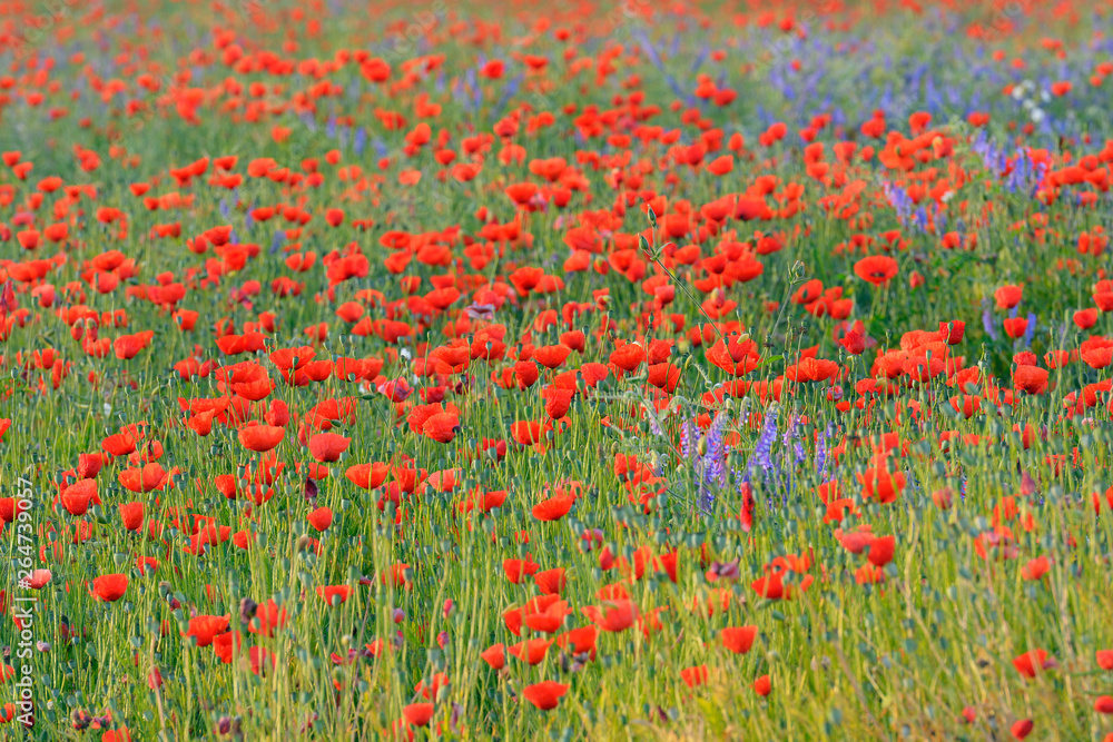 Field with Red Poppies (Papaver rhoeas), Germany, Europe