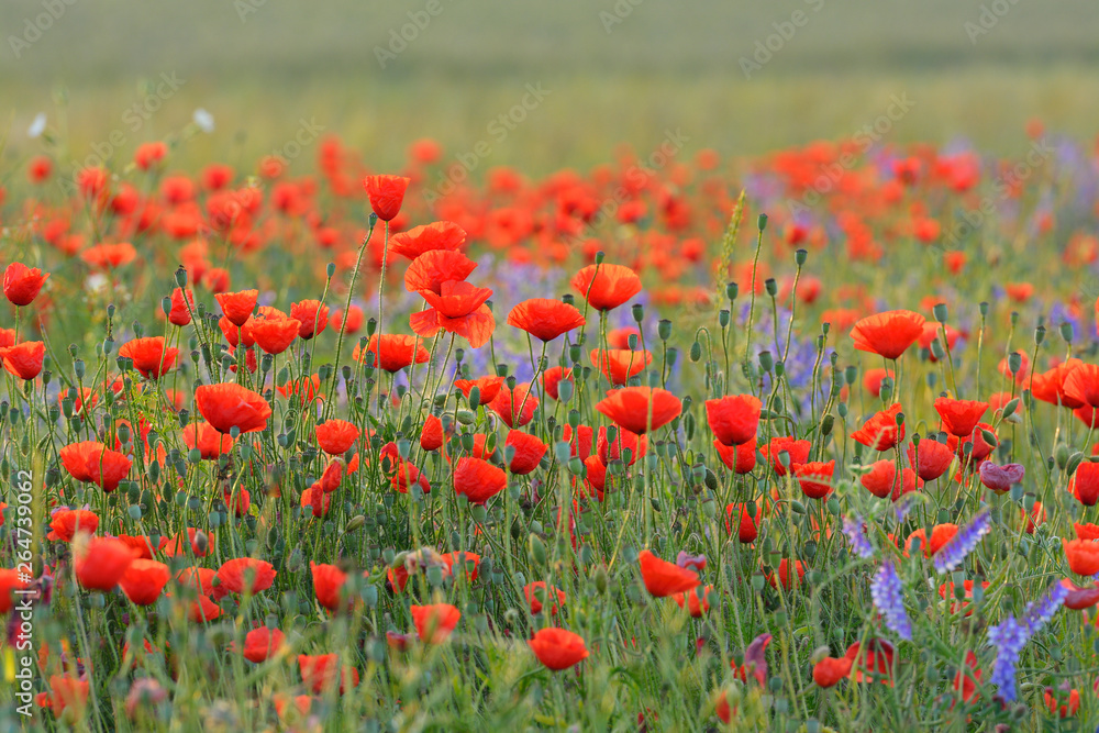 Field with Red Poppies (Papaver rhoeas), Germany, Europe
