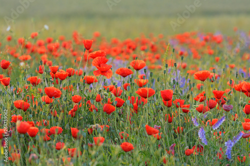 Field with Red Poppies (Papaver rhoeas), Germany, Europe