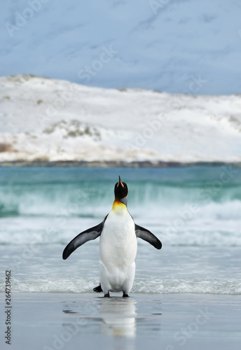 King penguin coming ashore from blue ocean water