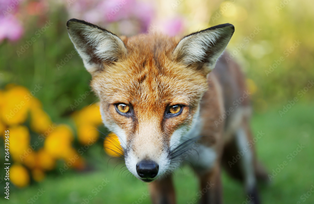 Close up of a Red fox in the garden with flowers