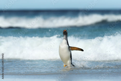 Gentoo penguin coming ashore from stormy Atlantic ocean