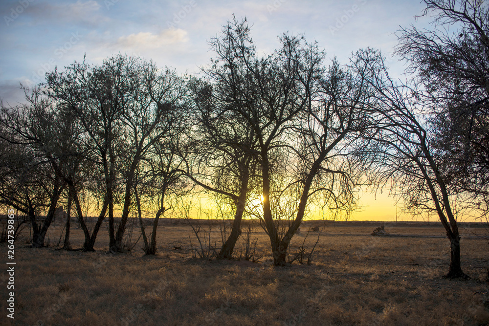 Winter steppe woods at sunrise. Winter steppe woods at sunrise.