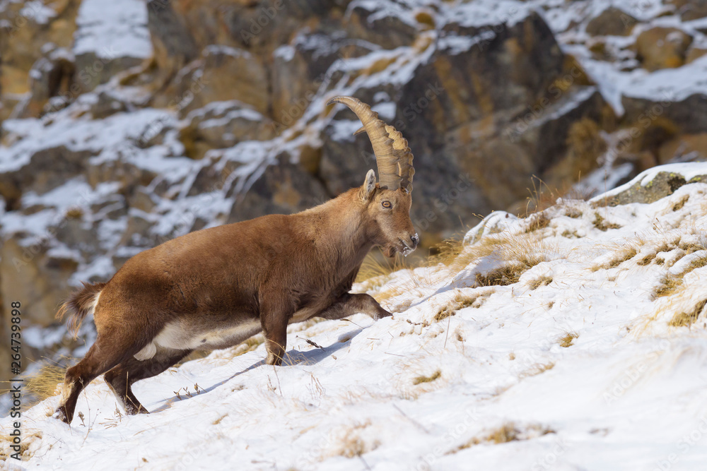 Alpine Ibex (Capra ibex), Male, Gran Paradiso National Park, Alps, Italy, Europe Alpine Ibex (Capra ibex), Male, Gran Paradiso National Park, Alps, Italy, Europe