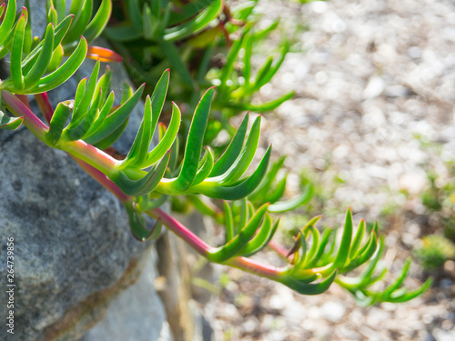 The green leaves of carpobrotus glaucescens commonly known as pigface, ice plant, sour fig, and Hottentot fig, is a genus of ground-creeping plants with succulent leaves, the image in selective focus. photo