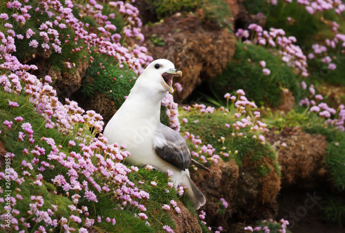 Photos Close up of a calling Northern Fulmar in a field of thrift flowers