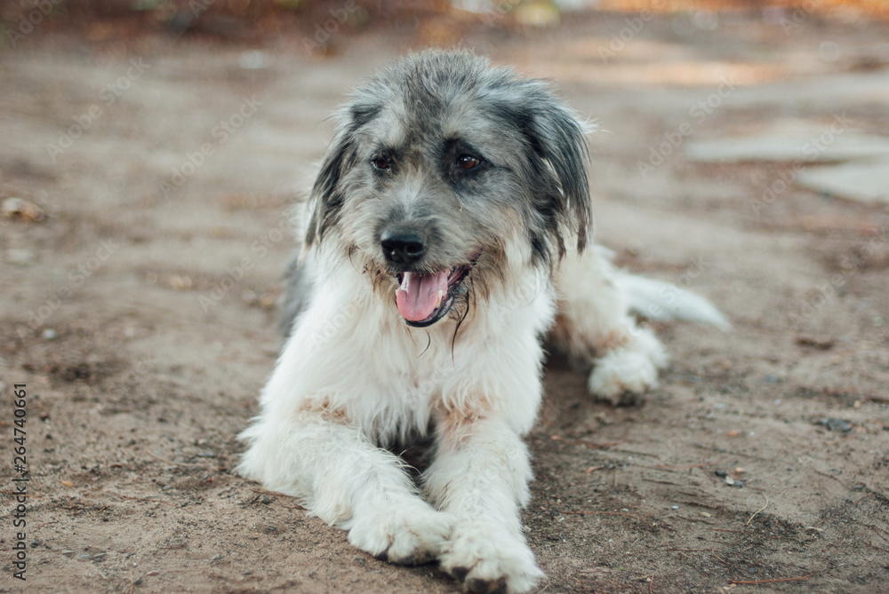 Fototapeta premium poor homeless dog
