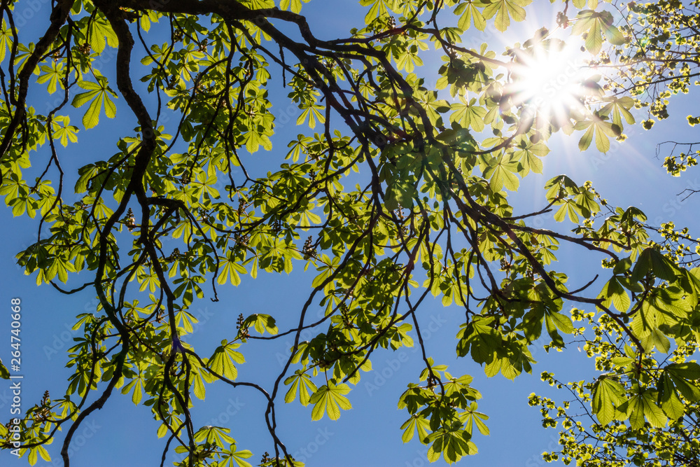 Fototapeta premium Sonne scheint durch das Laub einer Kastanie im Biergarten