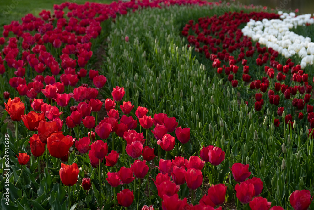 field of tulips