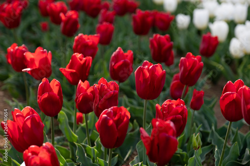 red tulips in the garden