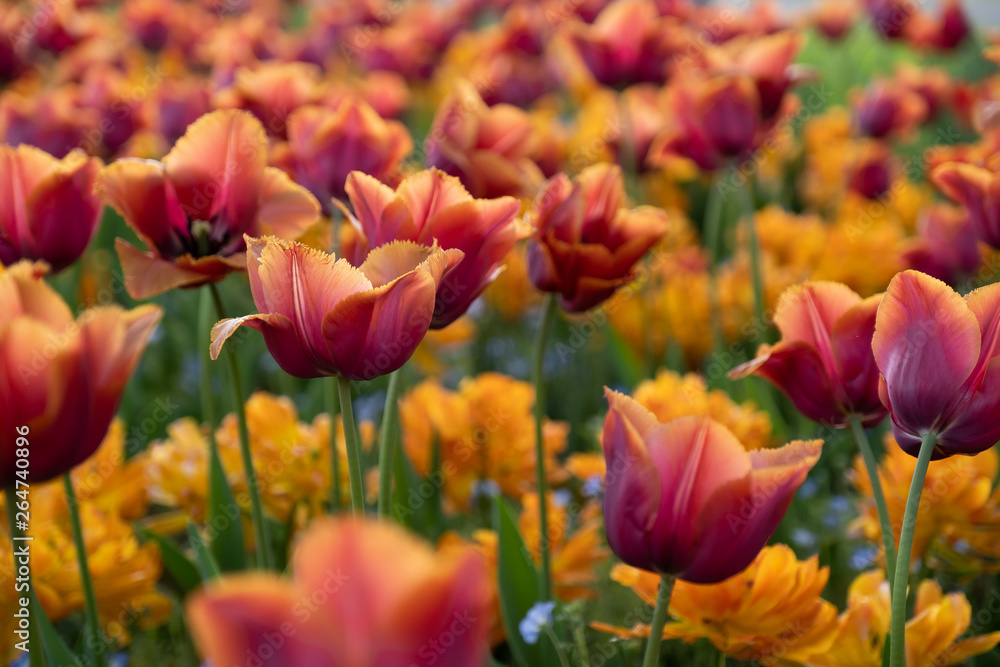 tulips in the garden tulips in the garden