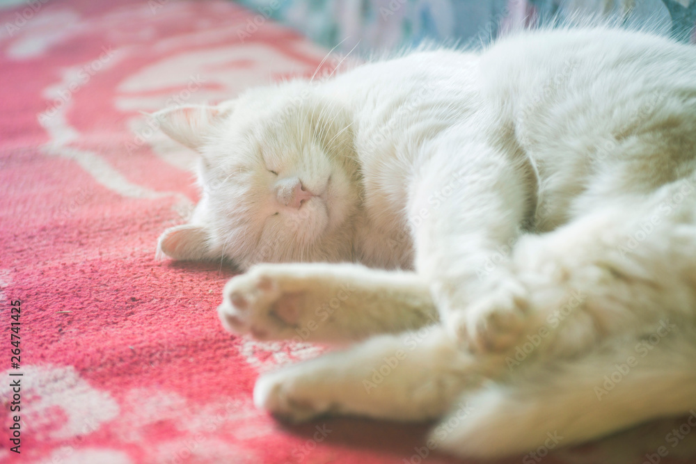 beautiful white cat sleeps on the sofa.